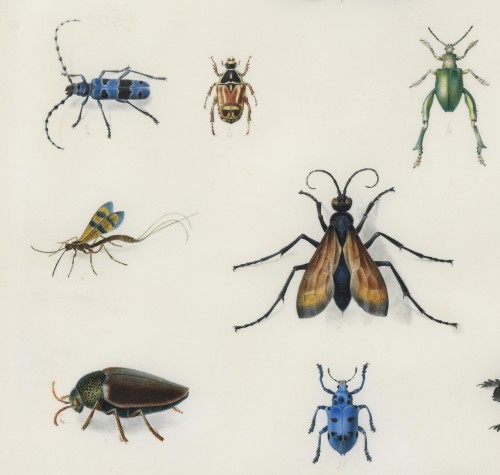 Etude d’insectes sur vélin – Atelier de Maria Sibylla Merian (1647 – 1717) - Galerie Thierry Matranga