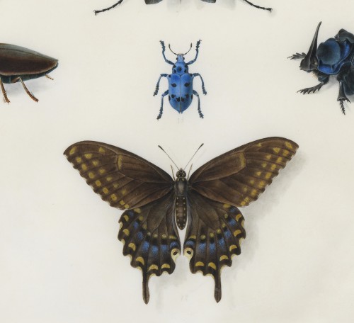 Etude d’insectes sur vélin – Atelier de Maria Sibylla Merian (1647 – 1717) - 