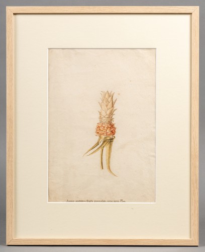 Ananas, Allemagne 18e siècle - Tableaux et dessins Style 