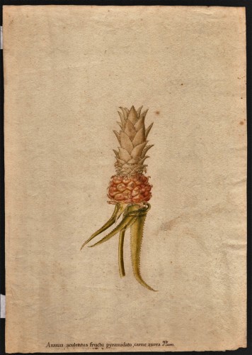 Ananas, Allemagne 18e siècle - Desmet Galerie