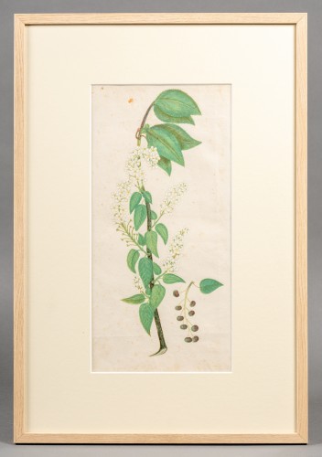 Plante de jasmin et de sureau, italie 18e siècle - Desmet Galerie