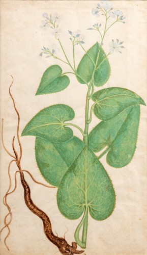 XVIIIe siècle - Plante de jasmin et de sureau, italie 18e siècle