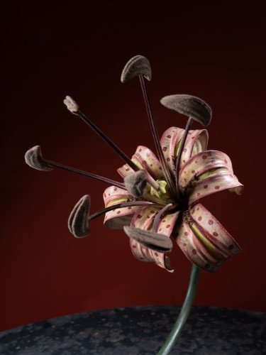 Modèle anatomique d’une fleur de Lys – Robert et Reinhold Brendel - Objets de Curiosité Style 