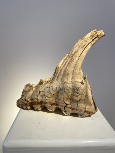 Objets de Curiosité  - Dent de mammouth fossilisée (Pléistocène)
