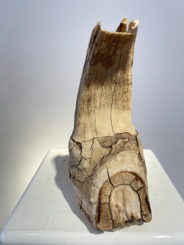 Dent de mammouth fossilisée (Pléistocène) - Seghers & Pang Fine Arts
