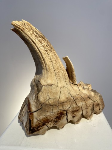 Avant JC au Xe siècle - Dent de mammouth fossilisée (Pléistocène)