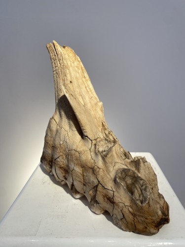 Dent de mammouth fossilisée (Pléistocène) - 