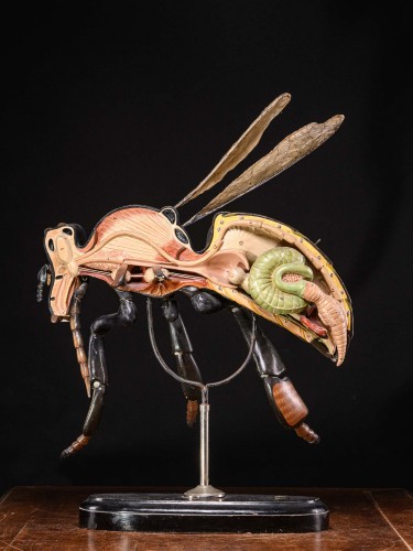 Objets de Curiosité  - Grands modèles didactiques d'une abeille (Apis mellifica) par Robert Brendel