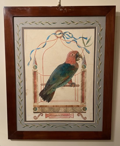 19th century - 10 watercolors drawings of parrots
