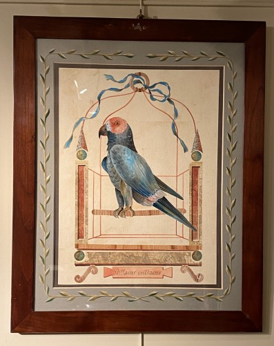 Napoléon III - Série de 10 grandes aquarelles de perroquets