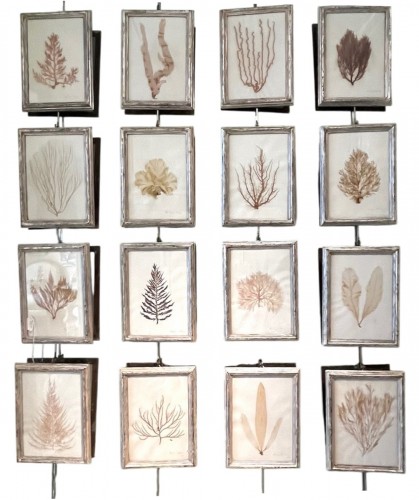 16 framed algae, 19th century