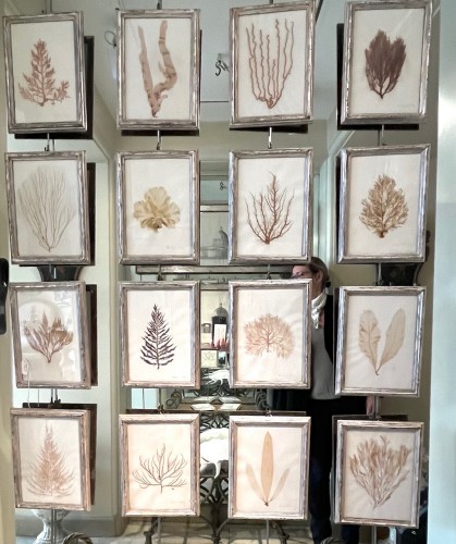 Curiosities  - 16 framed algae, 19th century