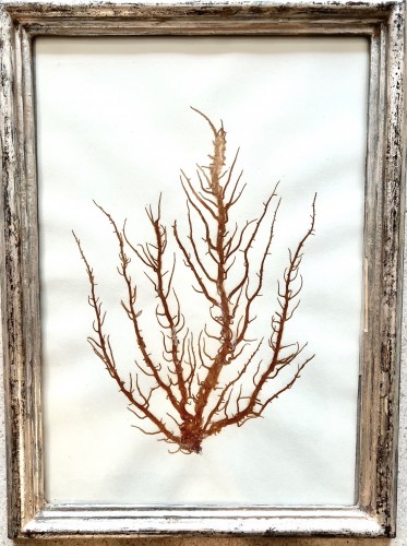 16 framed algae, 19th century - 