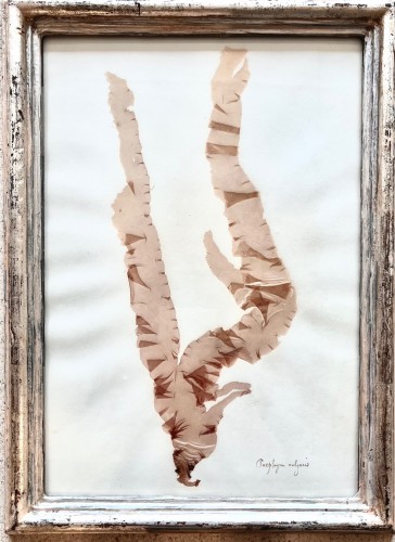 19th century - 16 framed algae, 19th century