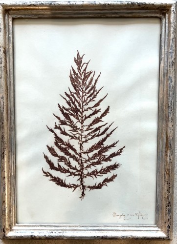 16 framed algae, 19th century - 