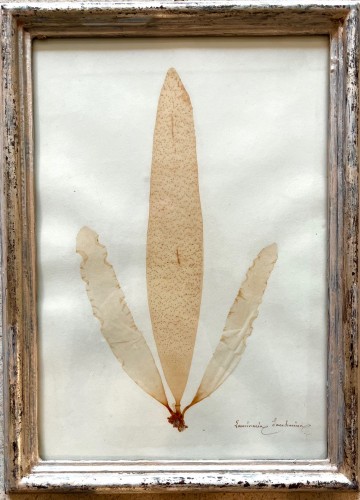  - 16 framed algae, 19th century