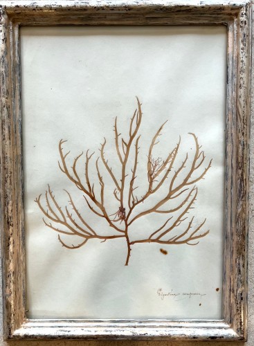 Antiquités - 16 framed algae, 19th century