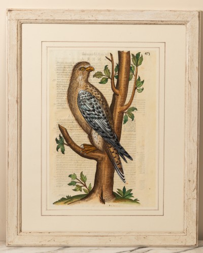 XVIe siècle et avant - Série de 11 gravures d'oiseau, Italie XVIe siècle