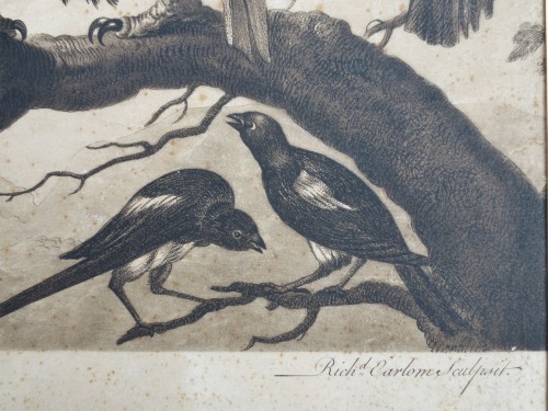 Antiquités - 18th century engraving &quot;A Concert of Birds&quot;.