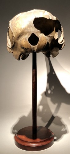  - A Dolphin Skull dated 1891