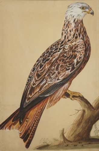 Peter Paillou (c.1726-c.1798) - Milan Royal Oiseau