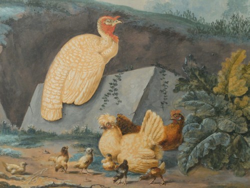 Oiseaux de basse-cour - Ecole hollandaise du 18e siècle de l'entourage d'Aert Schouman (1710-1792).  - Antiquités Olivier Alberteau