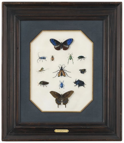 Etude d’insectes sur vélin – Atelier de Maria Sibylla Merian (1647 – 1717)