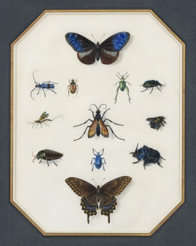 Etude d’insectes sur vélin – Atelier de Maria Sibylla Merian (1647 – 1717) - Tableaux et dessins Style 