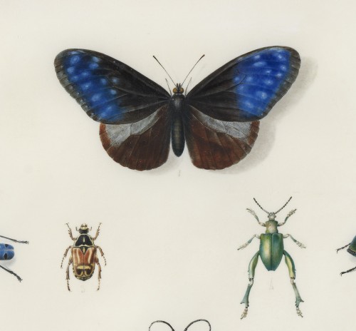 Tableaux et dessins Dessin, Aquarelle & Pastel - Etude d’insectes sur vélin – Atelier de Maria Sibylla Merian (1647 – 1717)