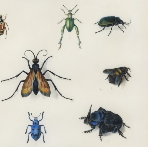 XVIIIe siècle - Etude d’insectes sur vélin – Atelier de Maria Sibylla Merian (1647 – 1717)