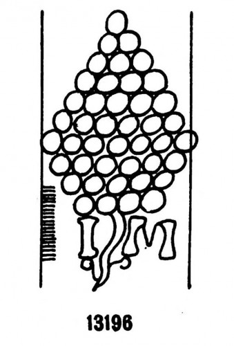 Portrait de Charles IX, roi de France, France fin du XVIe début du XVIIe siècle suiveur de François Clouet - Galerie Thierry Matranga