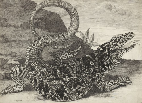 Sauvegarde (reptile américain) – Maria Sibilla Merian (1647 – 1717)