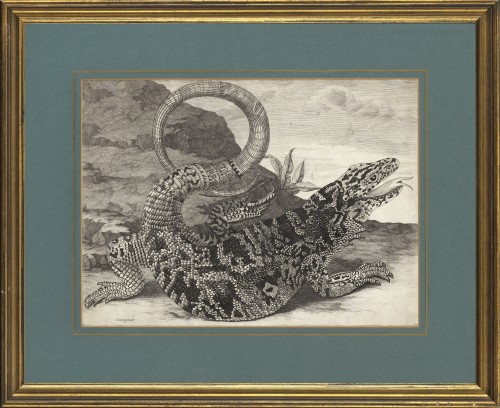 Sauvegarde (reptile américain) – Maria Sibilla Merian (1647 – 1717) - Gravures et livres anciens Style 