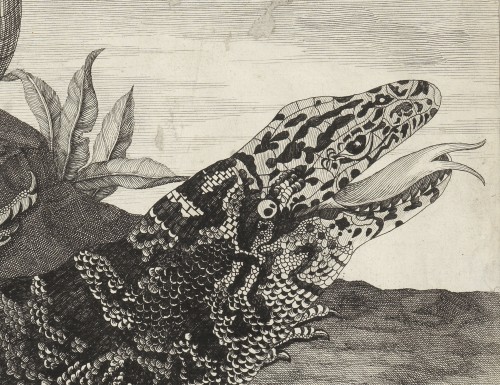 Gravures et livres anciens  - Sauvegarde (reptile américain) – Maria Sibilla Merian (1647 – 1717)