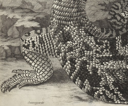 Sauvegarde (reptile américain) – Maria Sibilla Merian (1647 – 1717) - Galerie Thierry Matranga