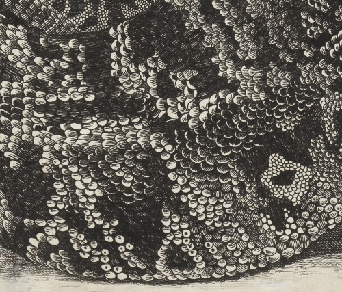 XVIIIe siècle - Sauvegarde (reptile américain) – Maria Sibilla Merian (1647 – 1717)