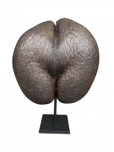 Coco de Mer des Îles des Seychelles, monté sur socle – 20e siècle