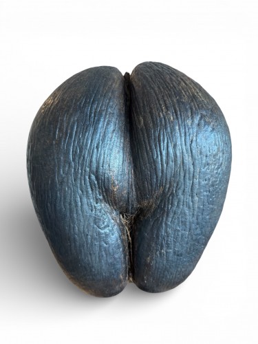 Coco de Mer des Îles des Seychelles, monté sur socle – 20e siècle - Objets de Curiosité Style 