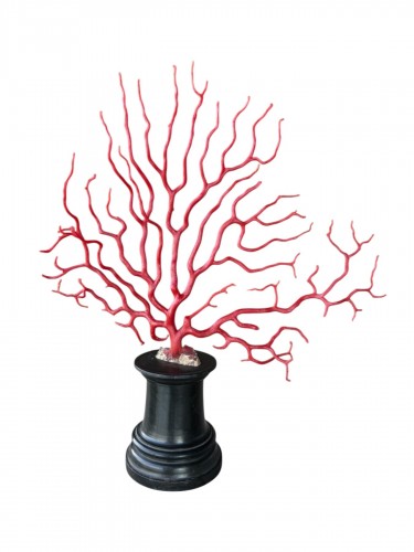 Grande branche de corail rouge (Corallium rubrum) sur socle en ébène – 19e siècle
