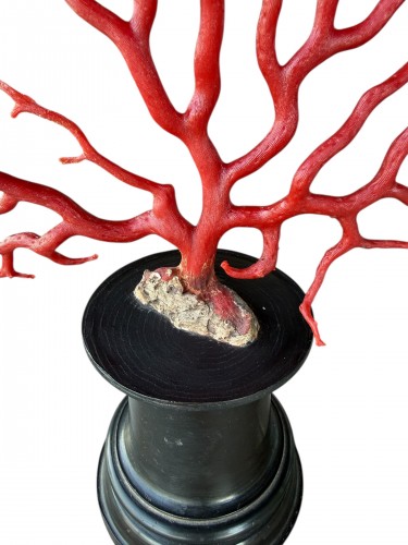 Grande branche de corail rouge (Corallium rubrum) sur socle en ébène – 19e siècle - Objets de Curiosité Style 