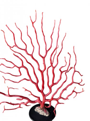 Objets de Curiosité  - Grande branche de corail rouge (Corallium rubrum) sur socle en ébène – 19e siècle
