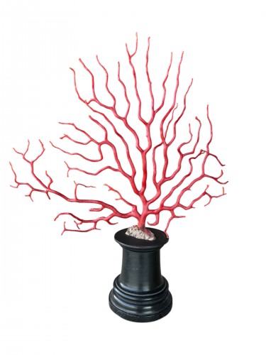 Grande branche de corail rouge (Corallium rubrum) sur socle en ébène – 19e siècle - Bergmans Scott Fine Arts