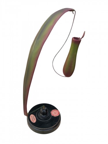  Brendel Botanical Teaching Model – Distributed by G.B. Paravia c. 1900