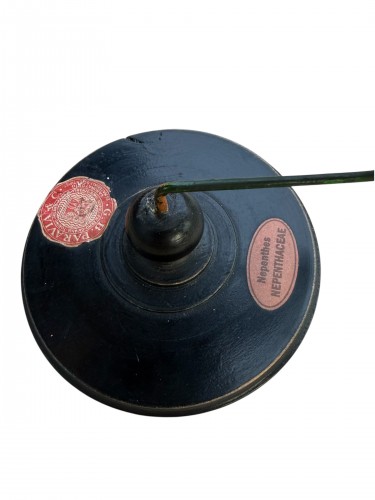 Curiosities  -  Brendel Botanical Teaching Model – Distributed by G.B. Paravia c. 1900