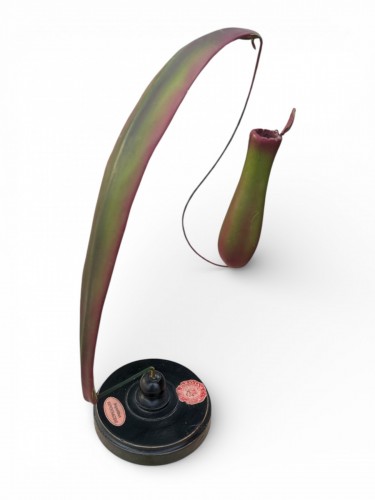 19th century -  Brendel Botanical Teaching Model – Distributed by G.B. Paravia c. 1900