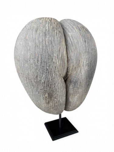Coco de Mer from the Seychelles Islands, mounted on a stand – 20th century - Curiosities Style 