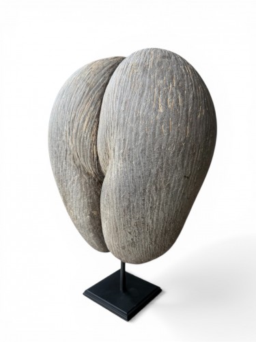 Curiosities  - Coco de Mer from the Seychelles Islands, mounted on a stand – 20th century