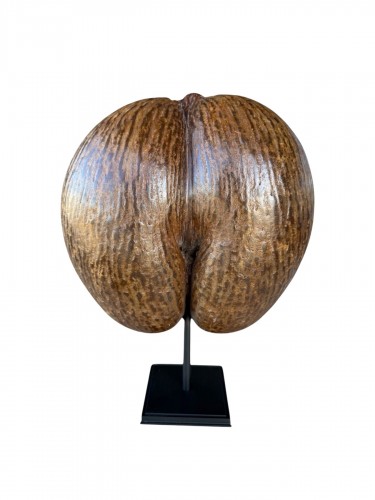 Coco de Mer from the Seychelles Islands, mounted on a stand – 20th century