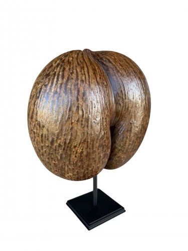 Coco de Mer from the Seychelles Islands, mounted on a stand – 20th century - Curiosities Style 
