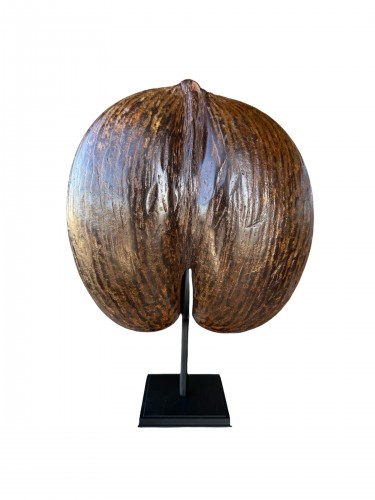 Curiosities  - Coco de Mer from the Seychelles Islands, mounted on a stand – 20th century